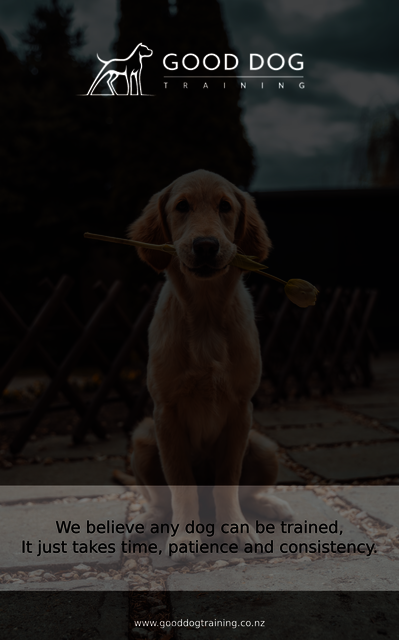 Good Dog Picture Box