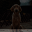 Good Dog - Picture Box