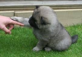 Dog Behaviour Training Picture Box