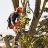 Tree Management Services - Picture Box