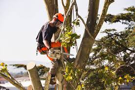 Tree Management Services Picture Box