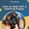 How to deal with a teething... - Picture Box