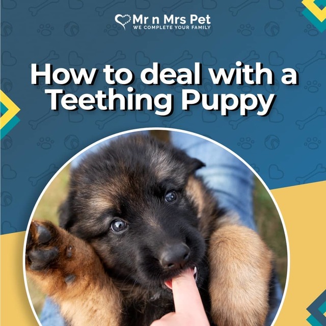 How to deal with a teething puppy Picture Box