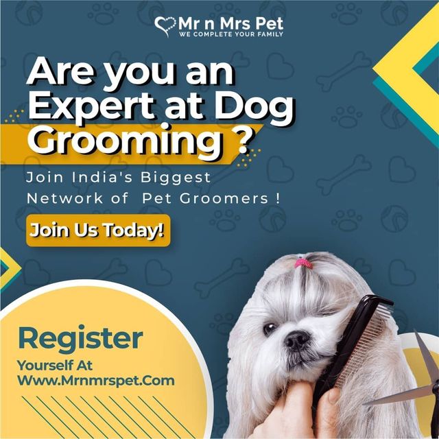 Are you an expert at Dog Grooming Picture Box