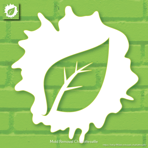 Eco Mold of Charlottesville Picture Box