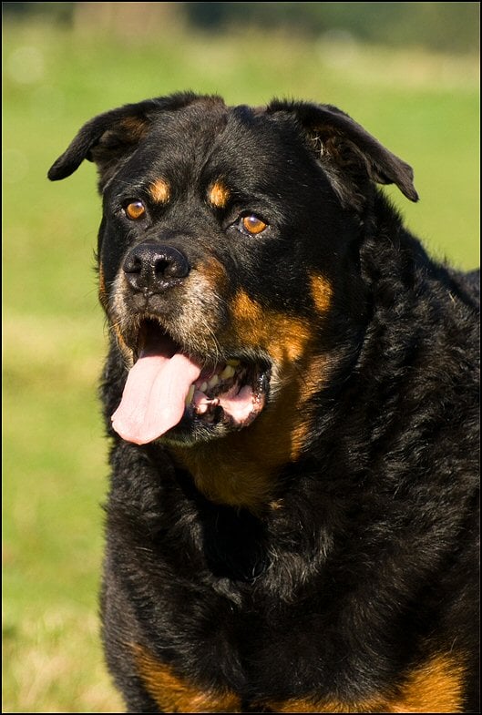 245098753 1249168998892681 6530254678751741482 n - bolletje