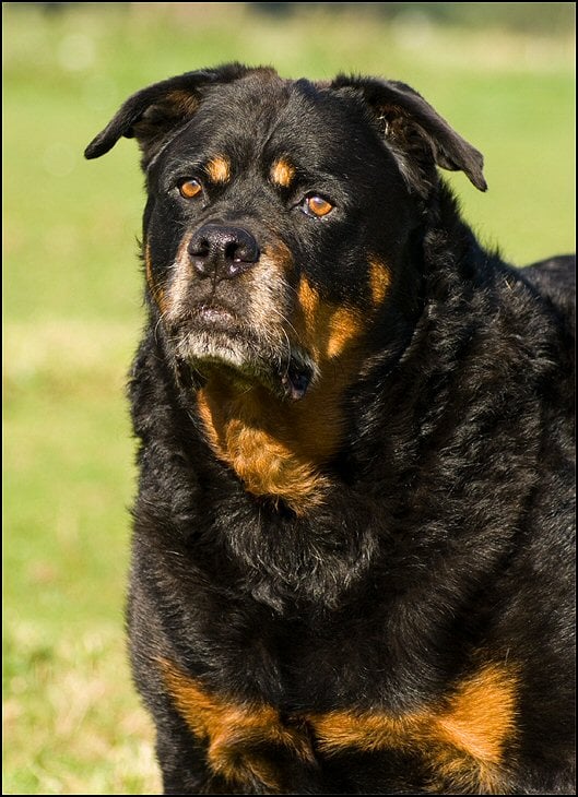 245103345 1249168968892684 5961772776613507591 n - bolletje