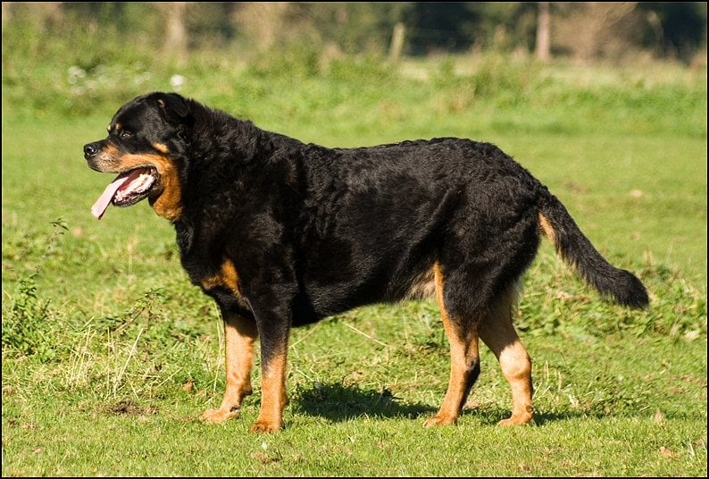 245212209 1249168895559358 8180813596302939781 n - bolletje