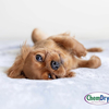 Odor removal. https://johns... - Carpet cleaner