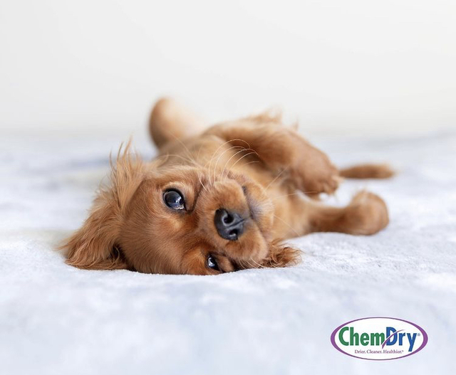 Odor removal. https://johnsoncountychemdry Carpet cleaner