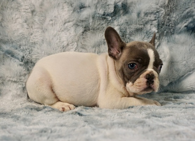 Blue Fawn Pied Male Picture Box