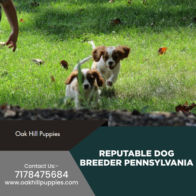 Reputable Dog Breeder Pennsylvania Oak Hill Puppies
