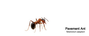 Get Quality, Affordable Ant Control Services in Mi Picture Box
