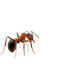 Get Quality, Affordable Ant... - Picture Box