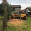 Tree Surgery - Picture Box