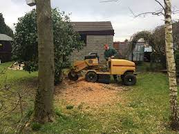 Tree Surgery Picture Box
