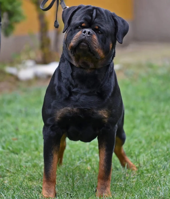 rott  - 
