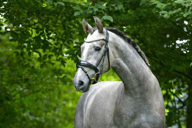  DSC1083b balingehofforum