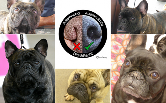 Dier-en-recht-Franse-bulldog-ademnood-neuzen-honde - 