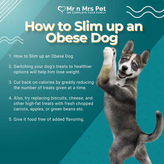 Tips and tricks on how to slim up an Obese Dog mrnmrspets