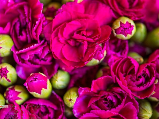 Flower Delivery New Port Richey FL Florist in New Port Richey