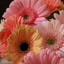 Next Day Delivery Flowers N... - Florist in New Port Richey
