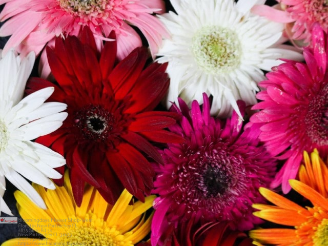 Same Day Flower Delivery New Port Richey FL Florist in New Port Richey