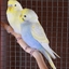 DSC 0255 - My parrots
