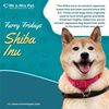dog breed Shiba Inu - mrnmrspets