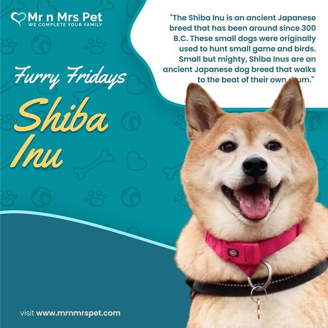 dog breed Shiba Inu mrnmrspets