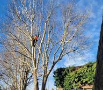 Tree Removal Tonbridge Picture Box