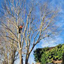 Tree Removal Tonbridge - Picture Box