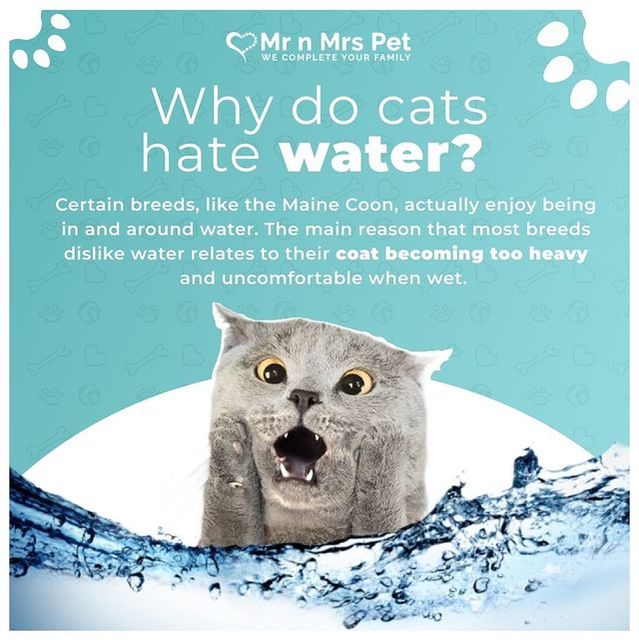 why cats are so scared of water mrnmrspets