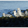 Kye bay Seagulls 2022 - Wildlife