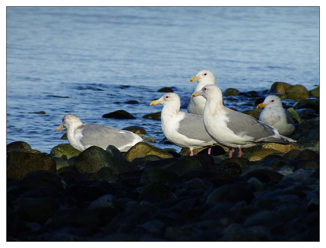 Kye bay Seagulls 2022 Wildlife