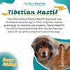 Tibetan Mastiff - mrnmrspets