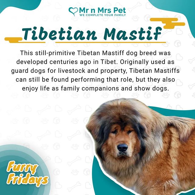 Tibetan Mastiff mrnmrspets