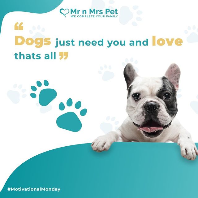 Dogs just need you and love, that's all! mrnmrspets