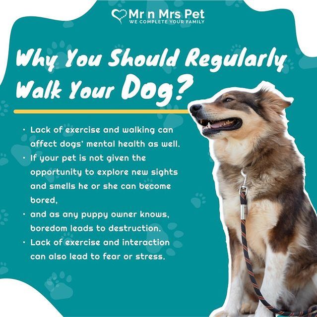 Know the benefits of walking your dog daily! mrnmrspets