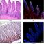 Immunohistochemistry - bioarray