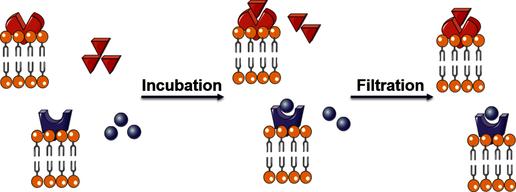 Radioligand Binding Assay bioarray