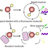 Fluorescent Ligand Binding ... - bioarray