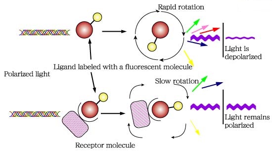 Fluorescent Ligand Binding Assay bioarray
