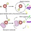 Fluorescent Ligand Binding ... - bioarray