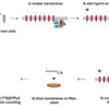 GTPÎ³S Binding Assay - bioarray