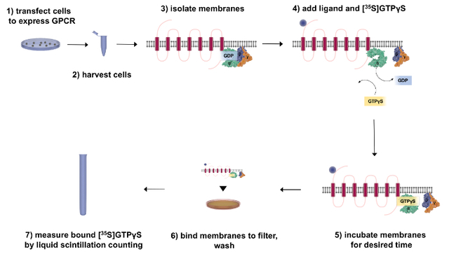 GTPÎ³S Binding Assay bioarray