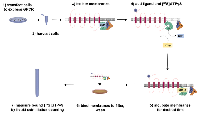 GTPγS Binding Assay bioarray