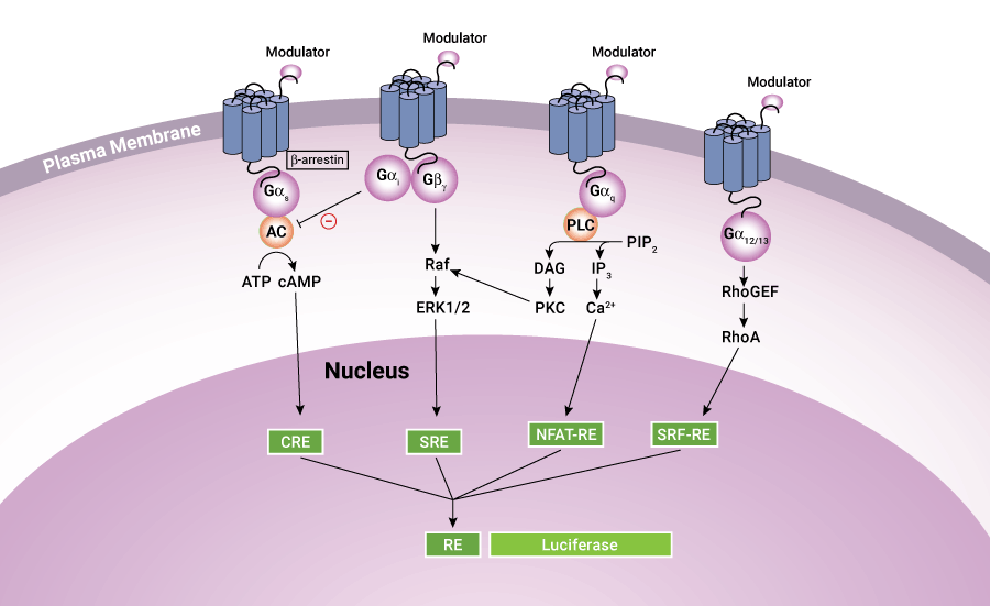 Reporter Assay bioarray