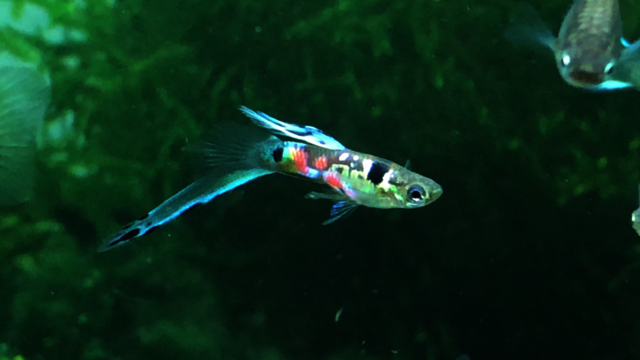 guppies for sale - nice poeci Picture Box