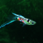 guppies for sale - nice poeci - Picture Box